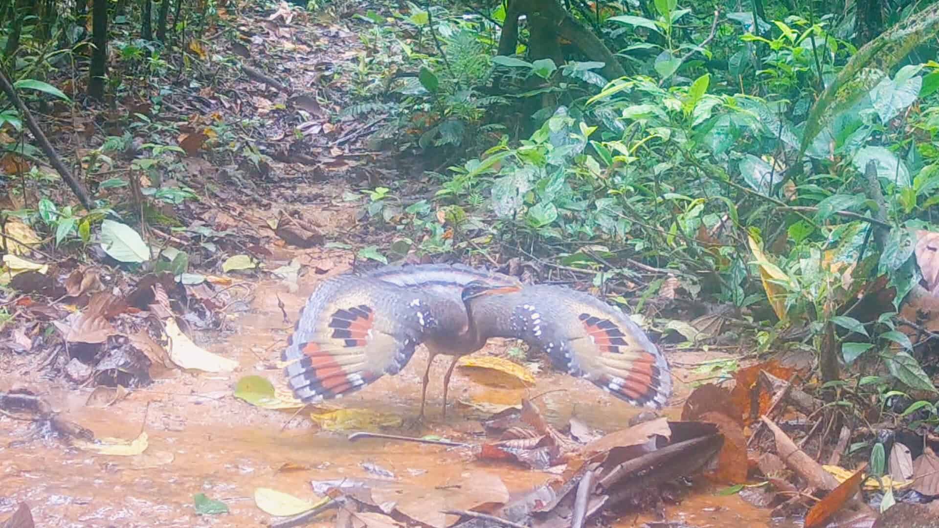 Rare Costa Rica Sunbittern Defending Its Ground