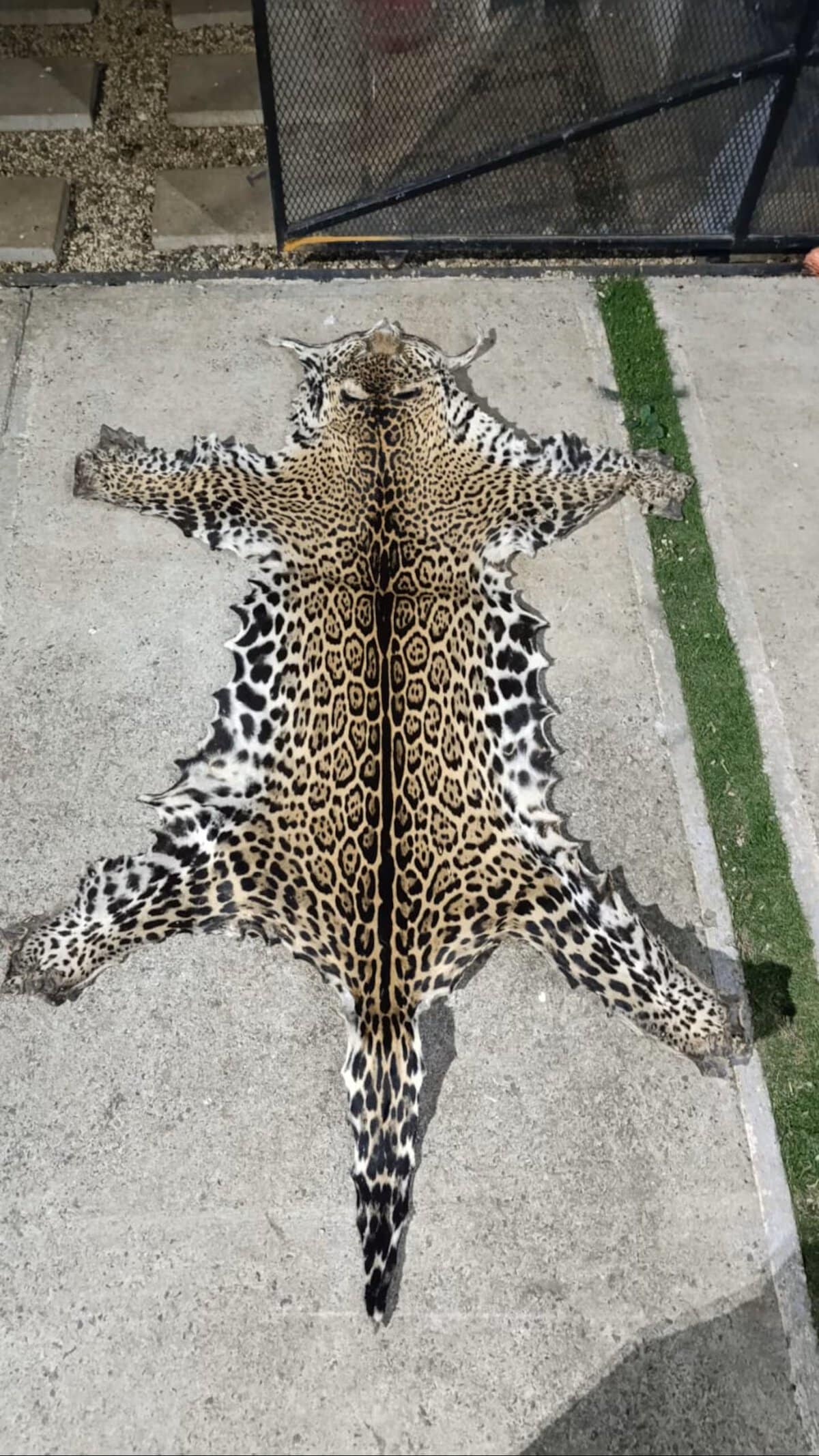Costa Rica Jaguar Pelt found during crime raid