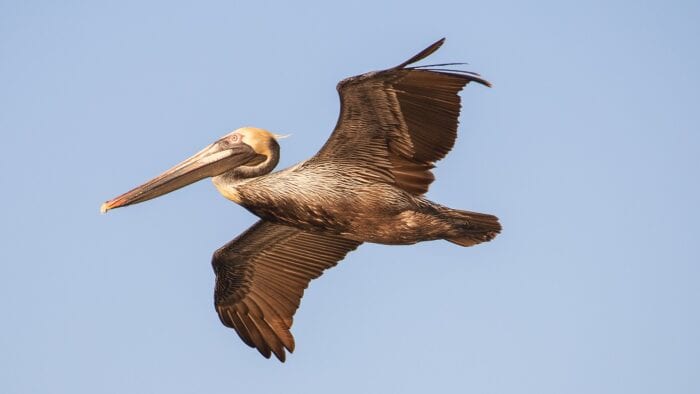 Brown pelican flying against a clear sky.
