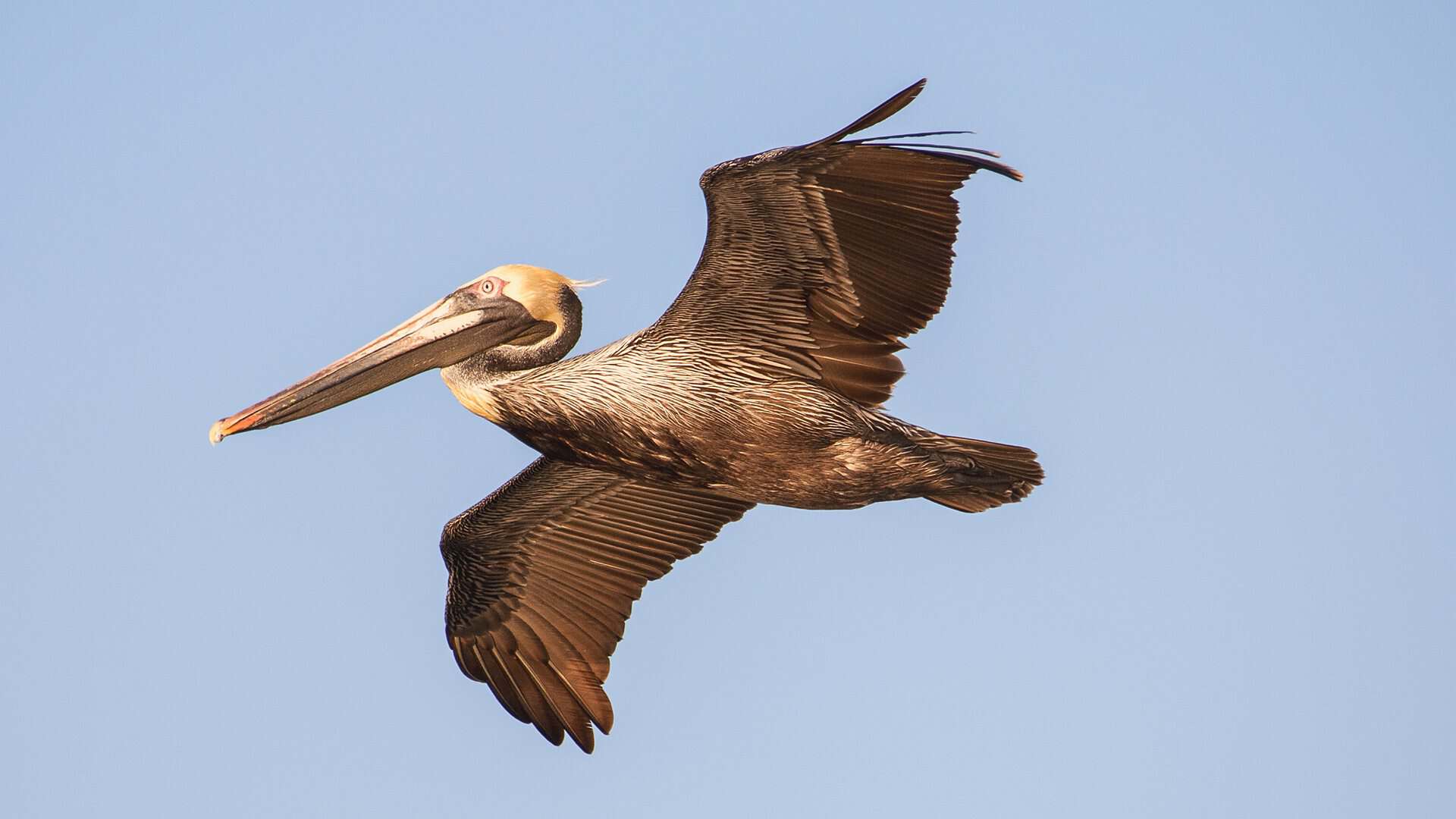 Brown pelican flying against a clear sky.