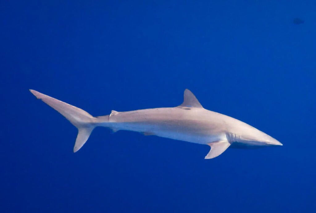 Costa Rica Protection of Silky Shark