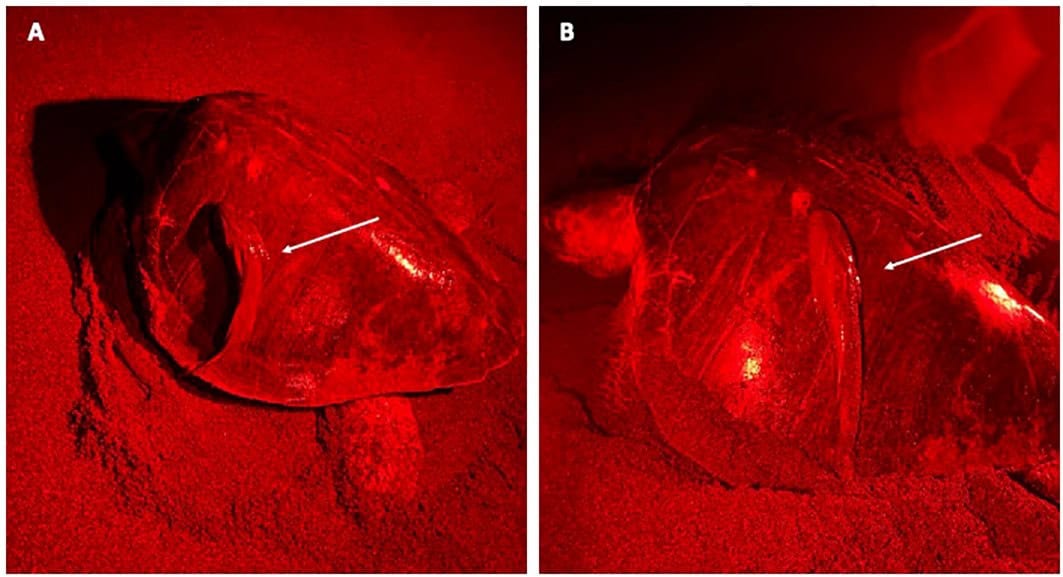 A remora attached to a olive ridley turtle in Costa Rica