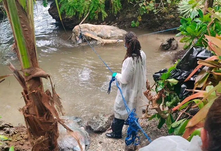 Sperm Whale Carcass in Cahuita Costa Rica