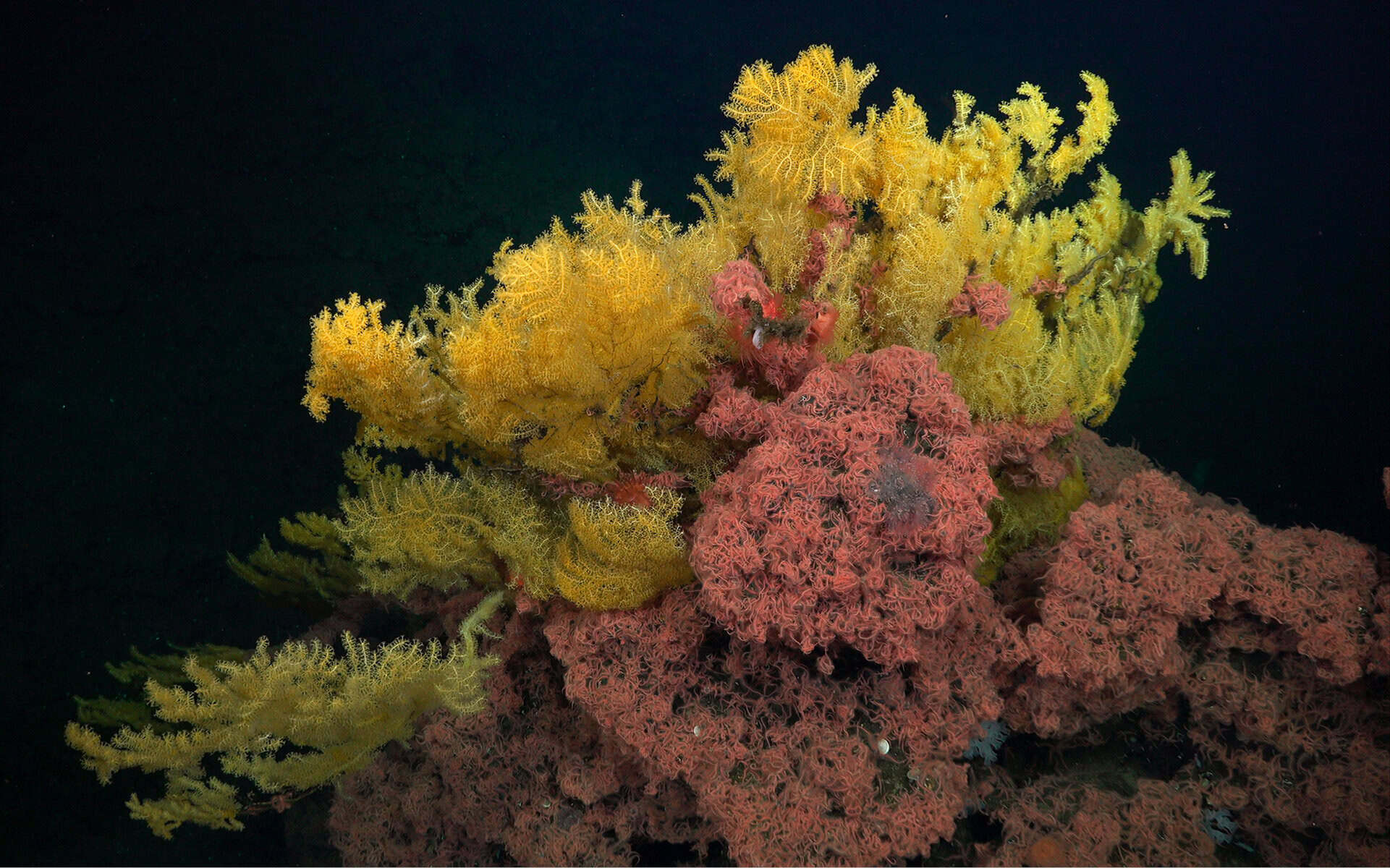 New Coral Species Found in Costa Rica