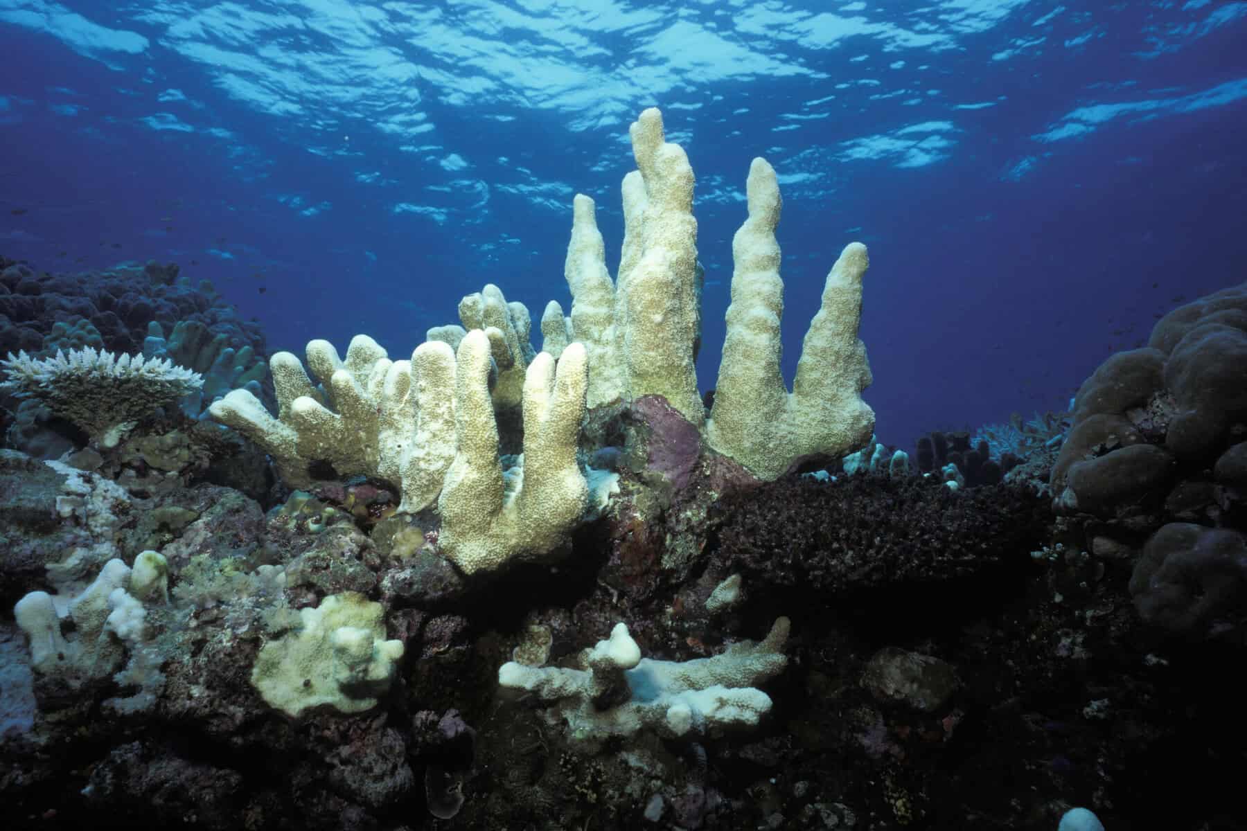 Coral Reef and the El Nino Effect