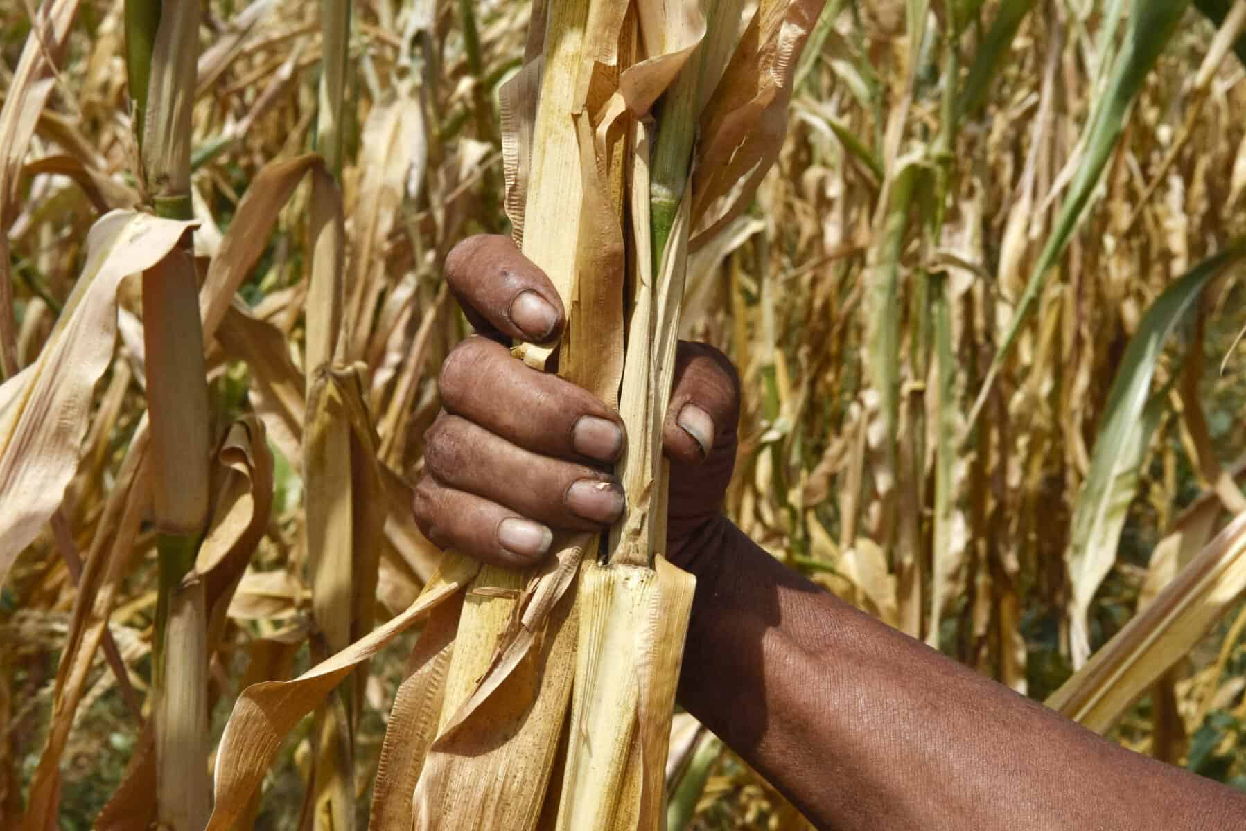 Drought in El Salvador and Panama due to El Nino