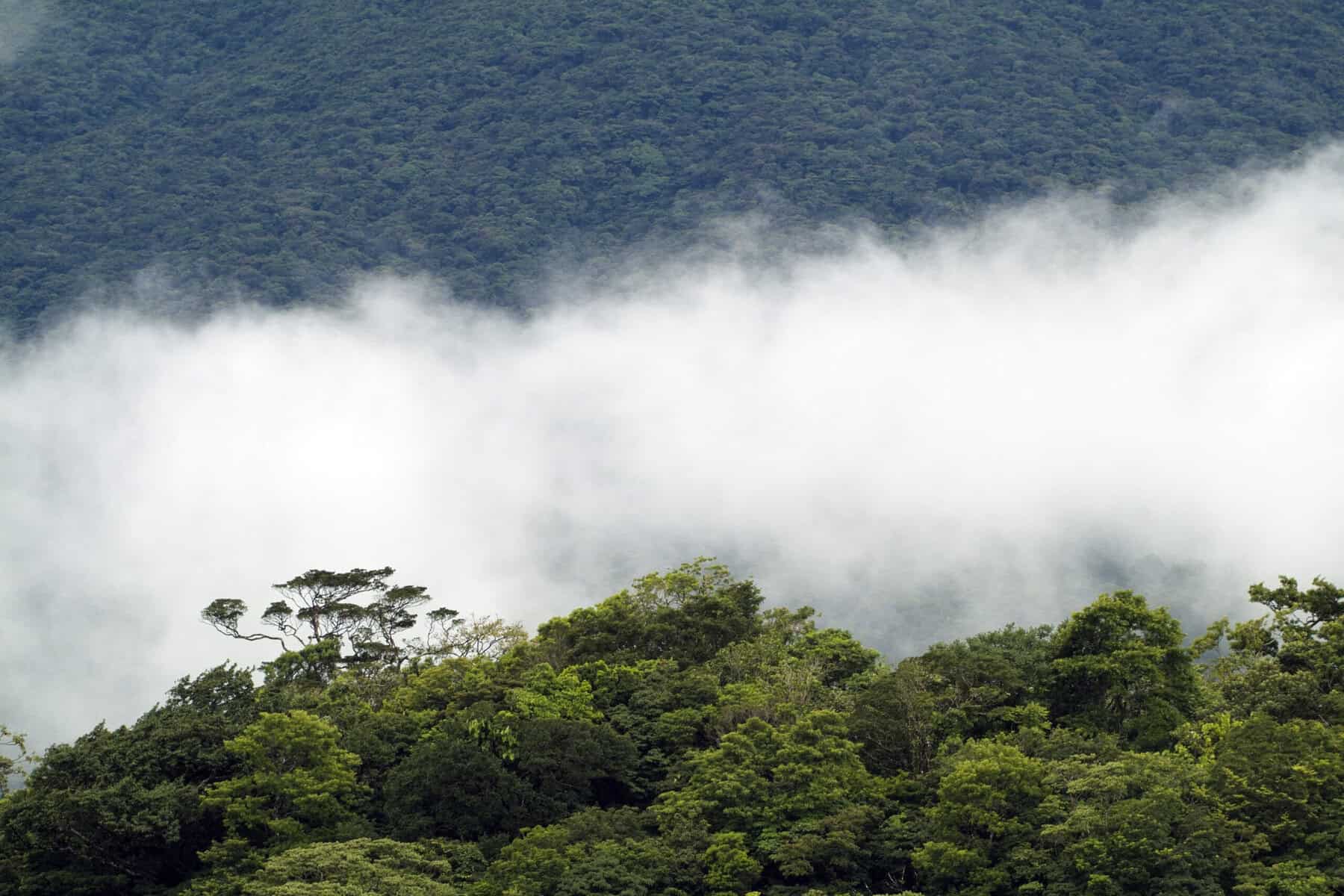 Costa Rica Jungle Mist