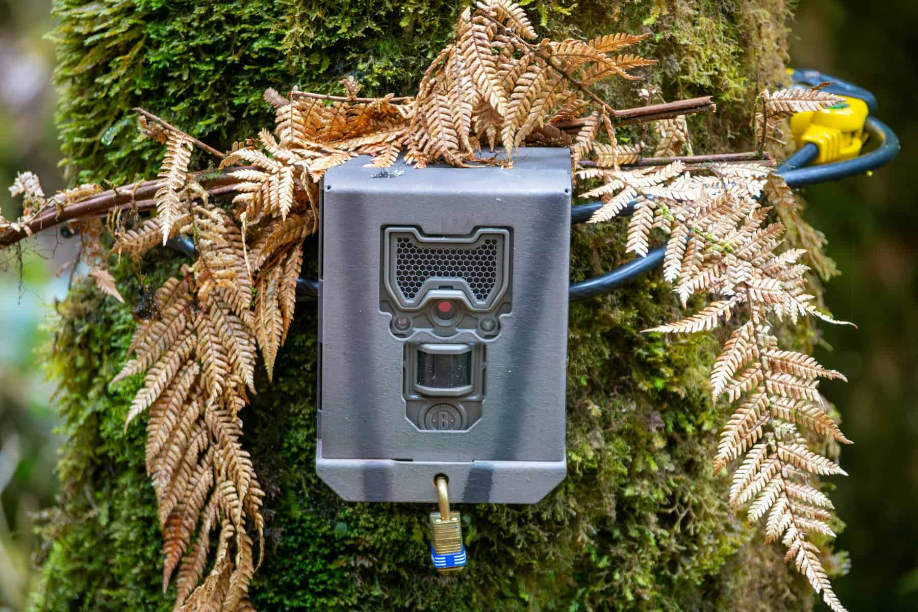 Costa Rica Camera Trap Theft