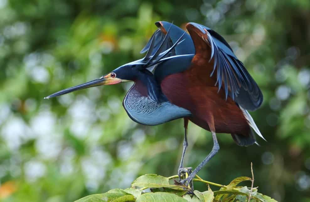Agami heron at a breeding colony in Guatuso, Costa Rica