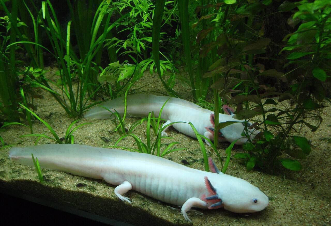 Axolotls with less pigmentation than normal.