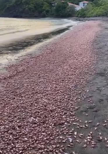 Dead crabs washing up on shore in Guanacaste Costa Rica
