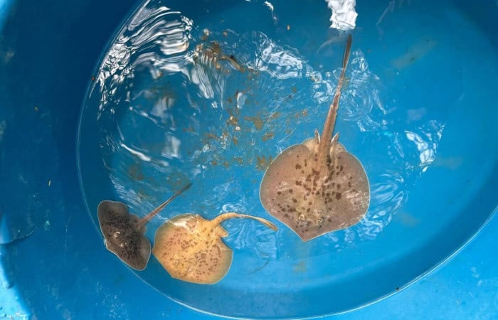 A couple of juvenile rays with rare golden coloring in Costa Rica