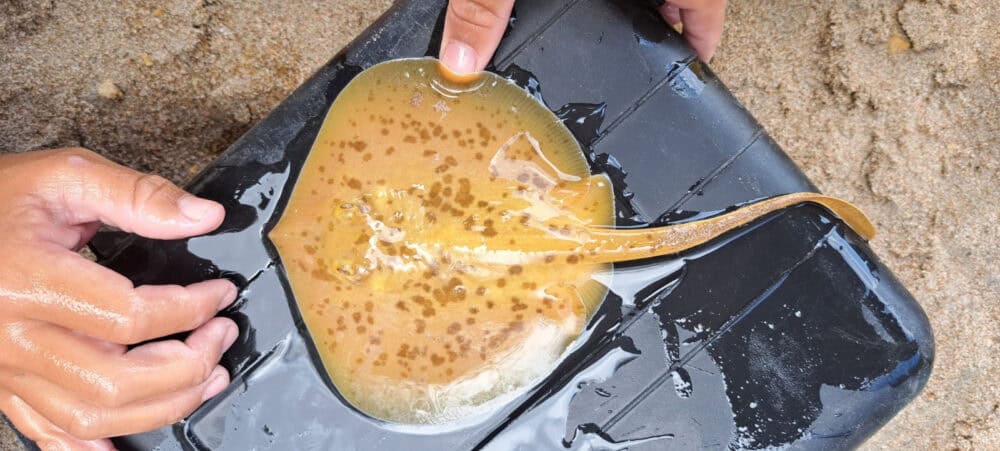 A juvenile ray with rare golden coloring in Costa Rica