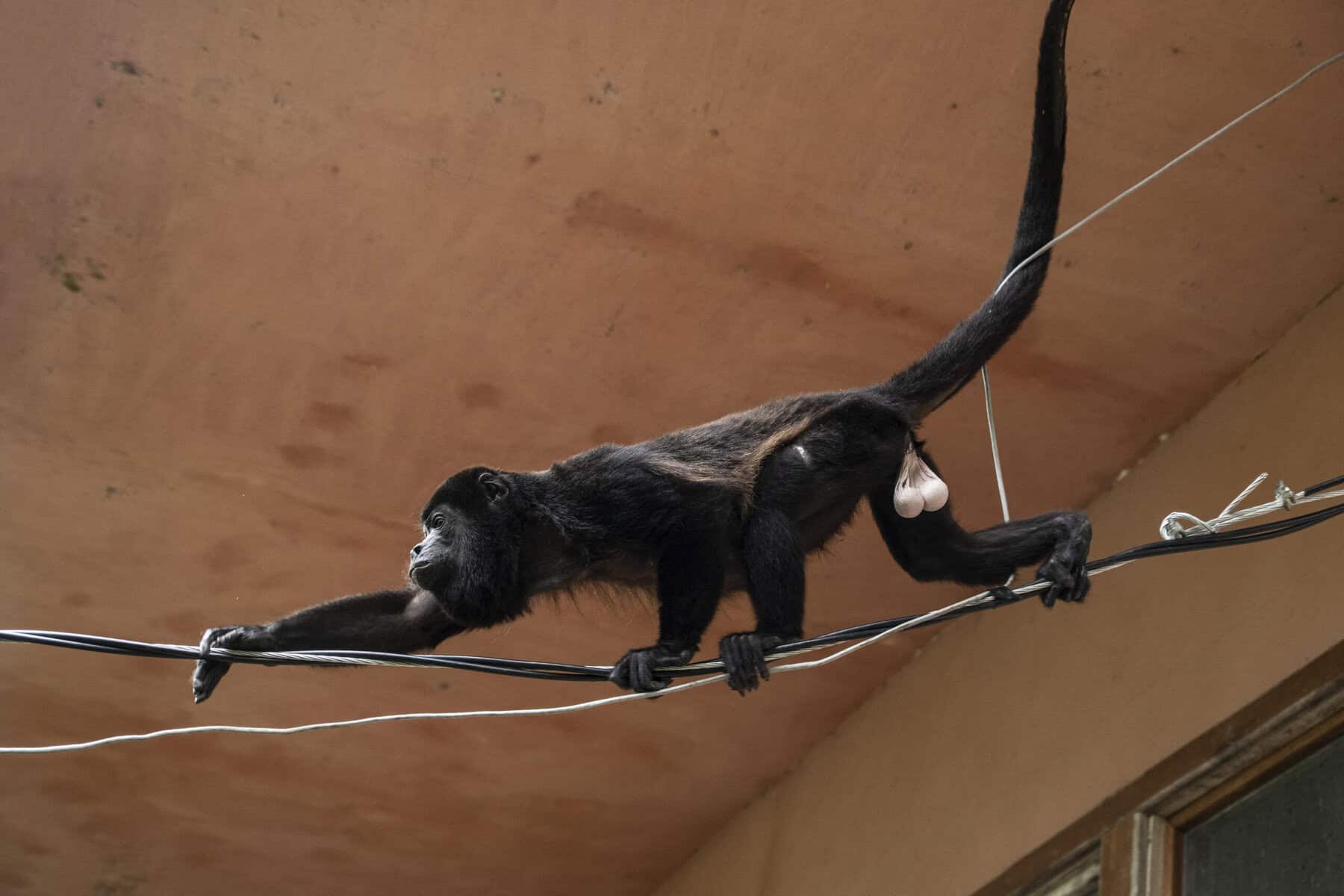 Howler Monkey running along a electrical Line in Costa RIca
