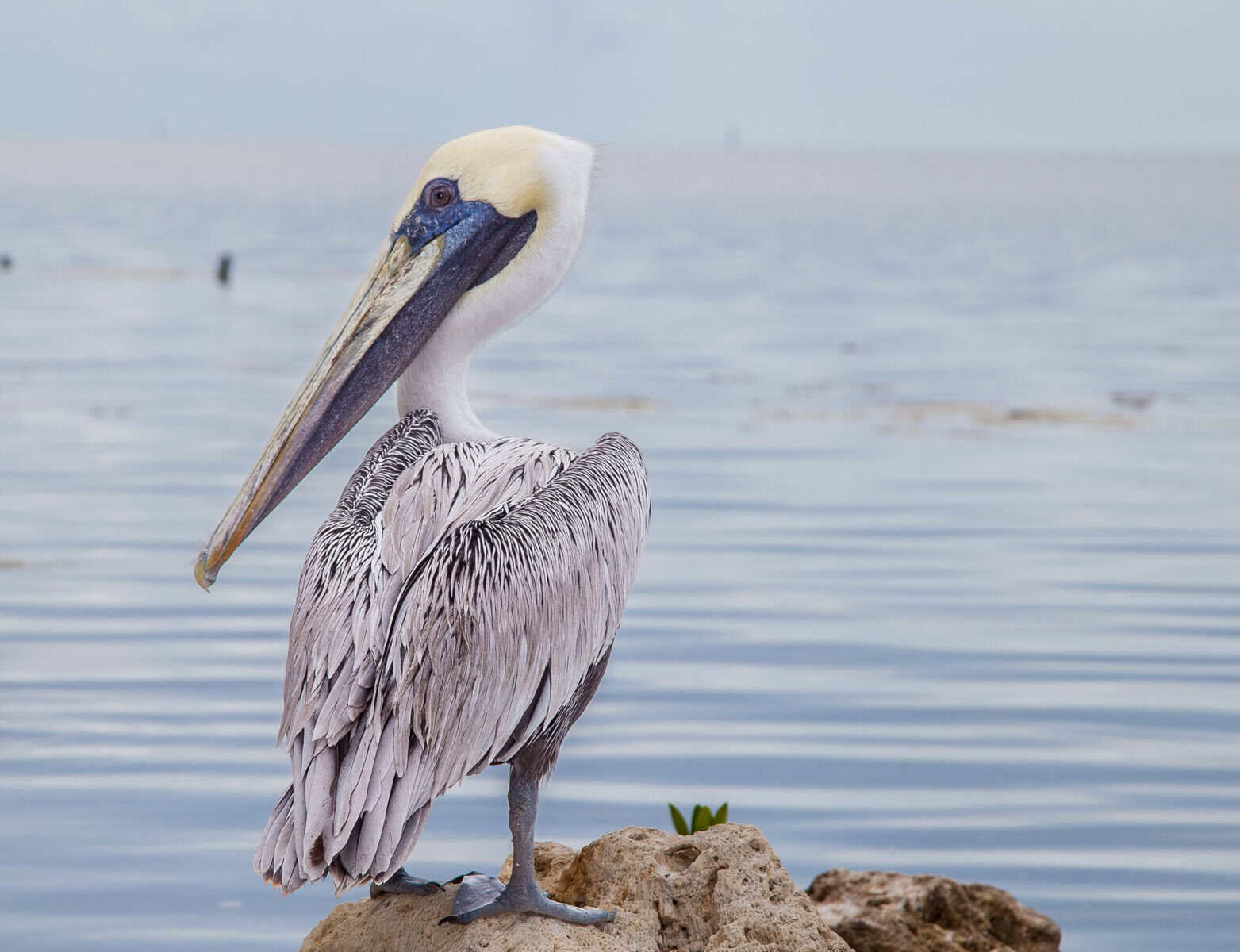 Sick Pelicans in Costa Rica