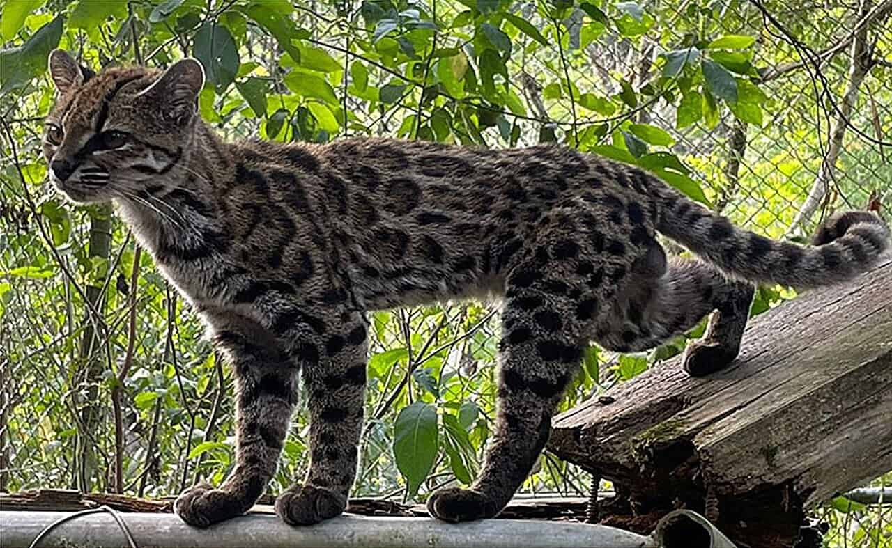 New Wild Cat Species Found in Boliva called Tilcayo