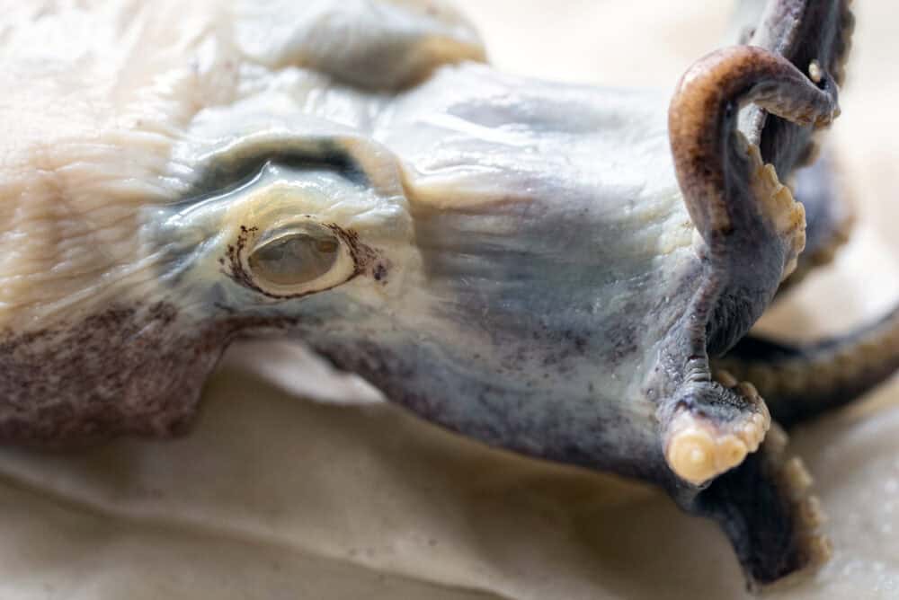 Rare Blue Octopus Returns to Galápagos as a Newly Identified Species