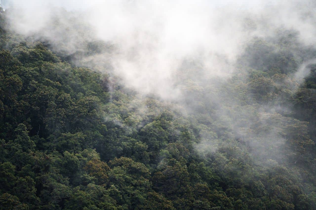 Drying Rainforest in Costa Rica