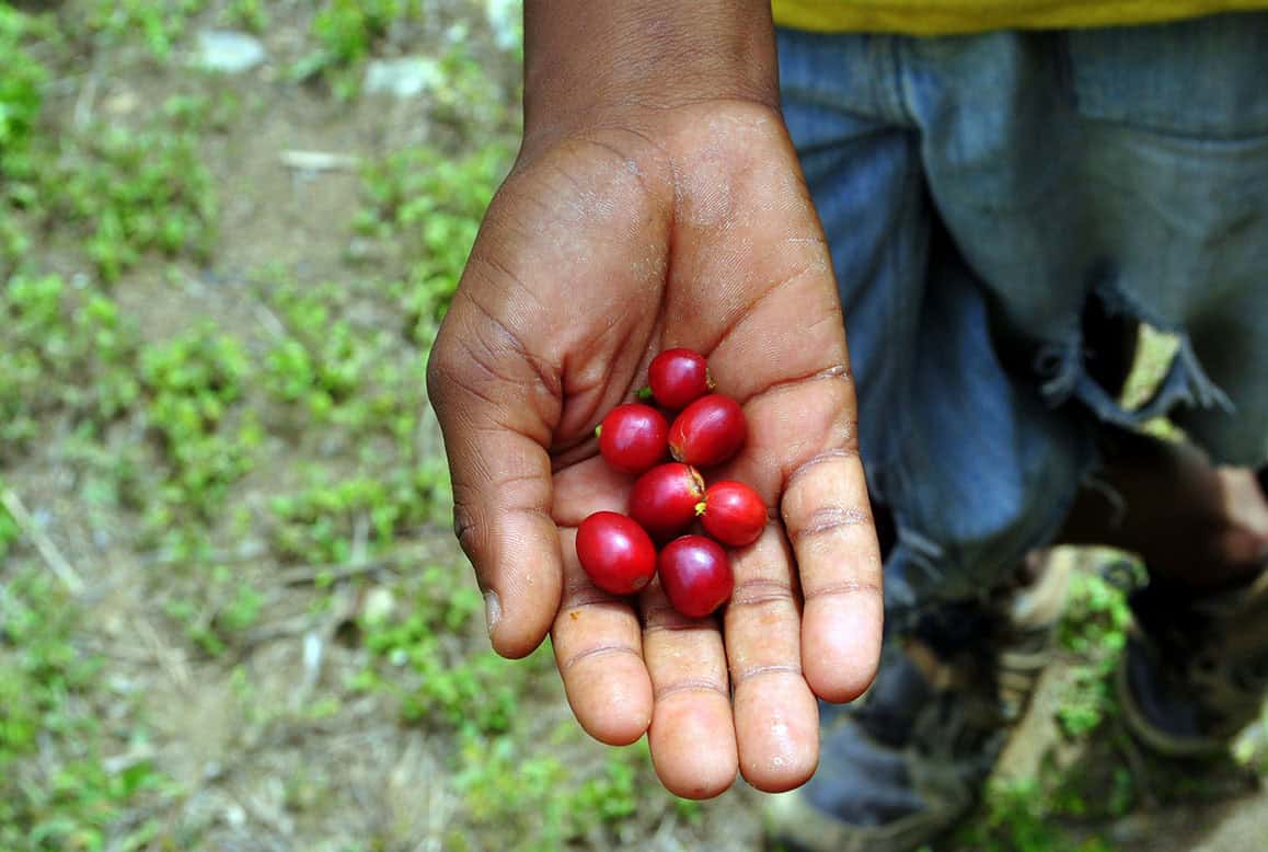 Coffee Cherries in the hand of a local coffee farmer