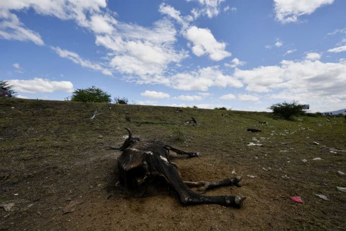 Honduras drought affects livestock due to el nino