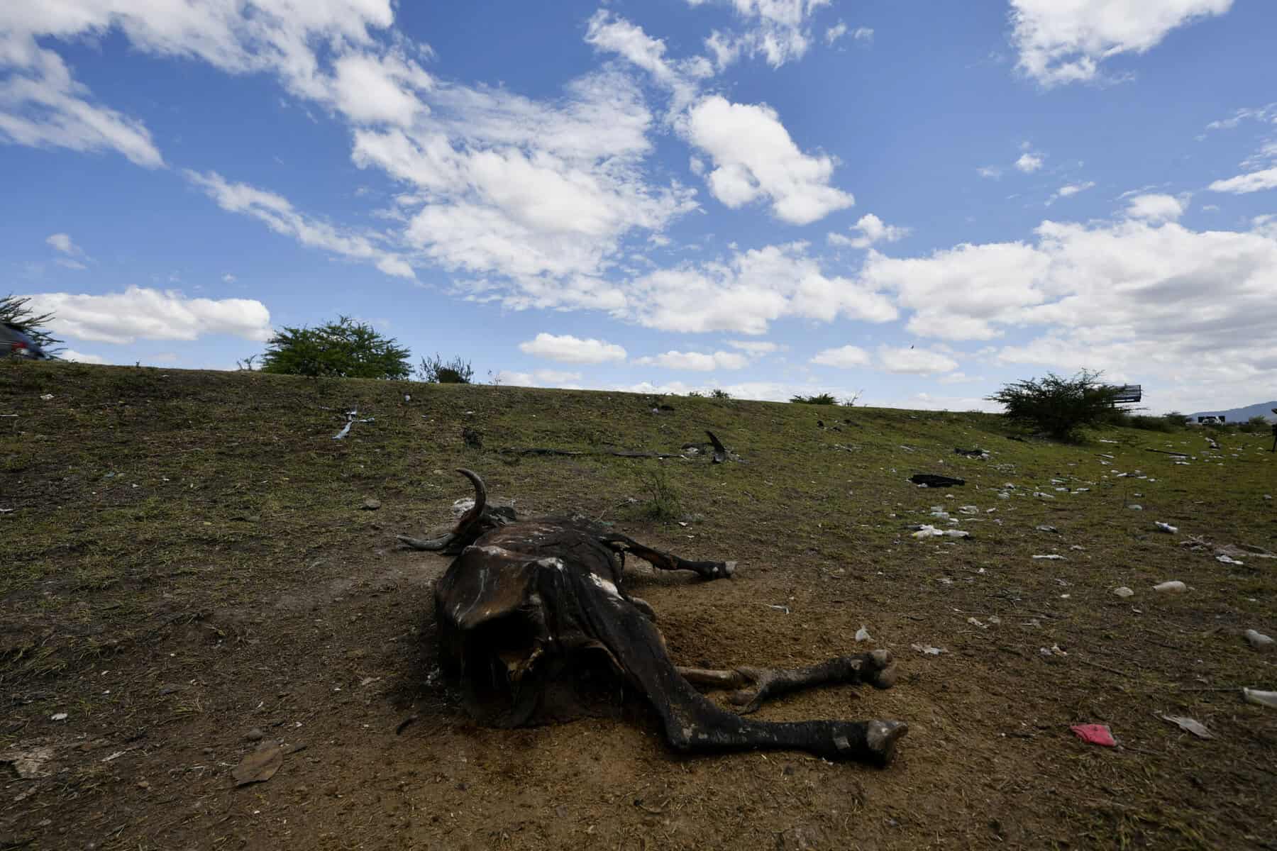 Honduras drought affects livestock due to el nino