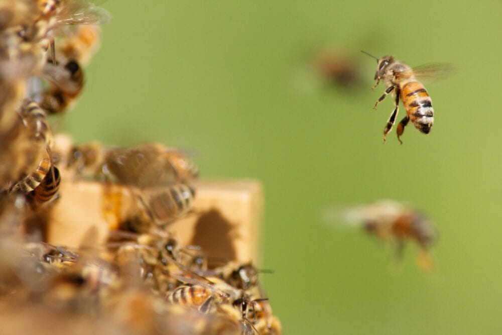 The Day a Swarm of Bees Tested My Luck in Costa Rica