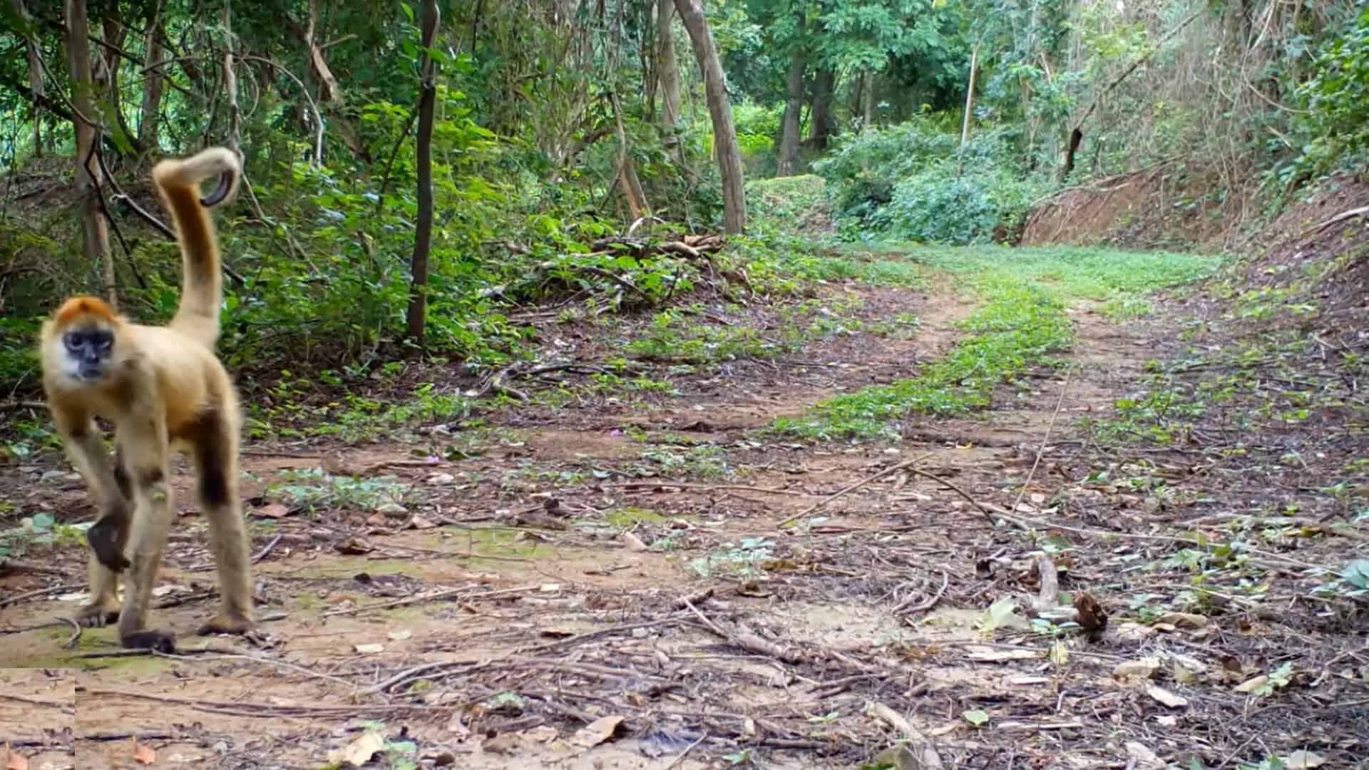 Central American spider monkeys captured by a camera trap on Costa Rica’s Nicoya Peninsula