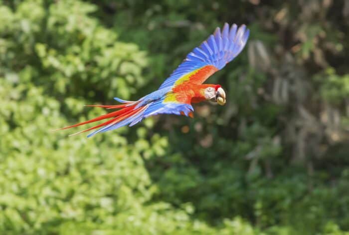 Scarlet Macaw (Ara macao) in flight, Corcovado National Park, Osa Peninsula, Costa Rica