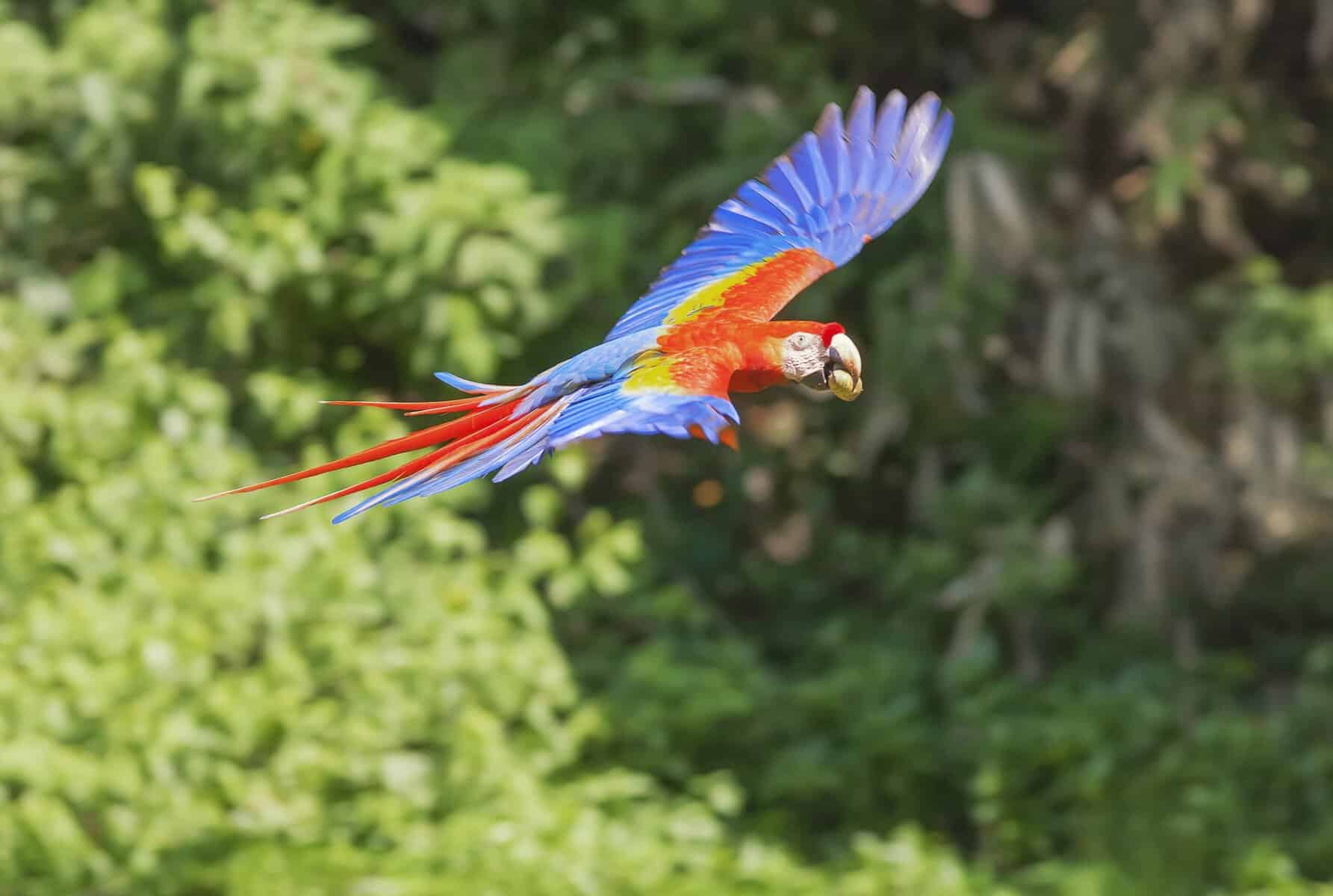 Scarlet Macaw (Ara macao) in flight, Corcovado National Park, Osa Peninsula, Costa Rica