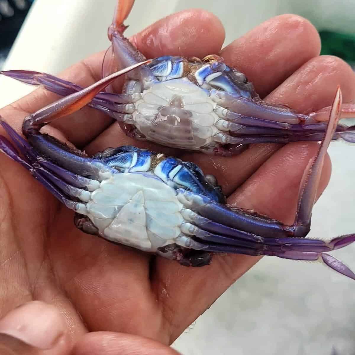 Costa Rica's Guanacaste Crab Die Off