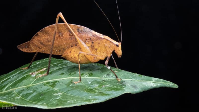 A leaf-mimicking katydid rests on a leaf in Costa Rica. These insects use remarkable camouflage to resemble dead leaves and avoid predators.