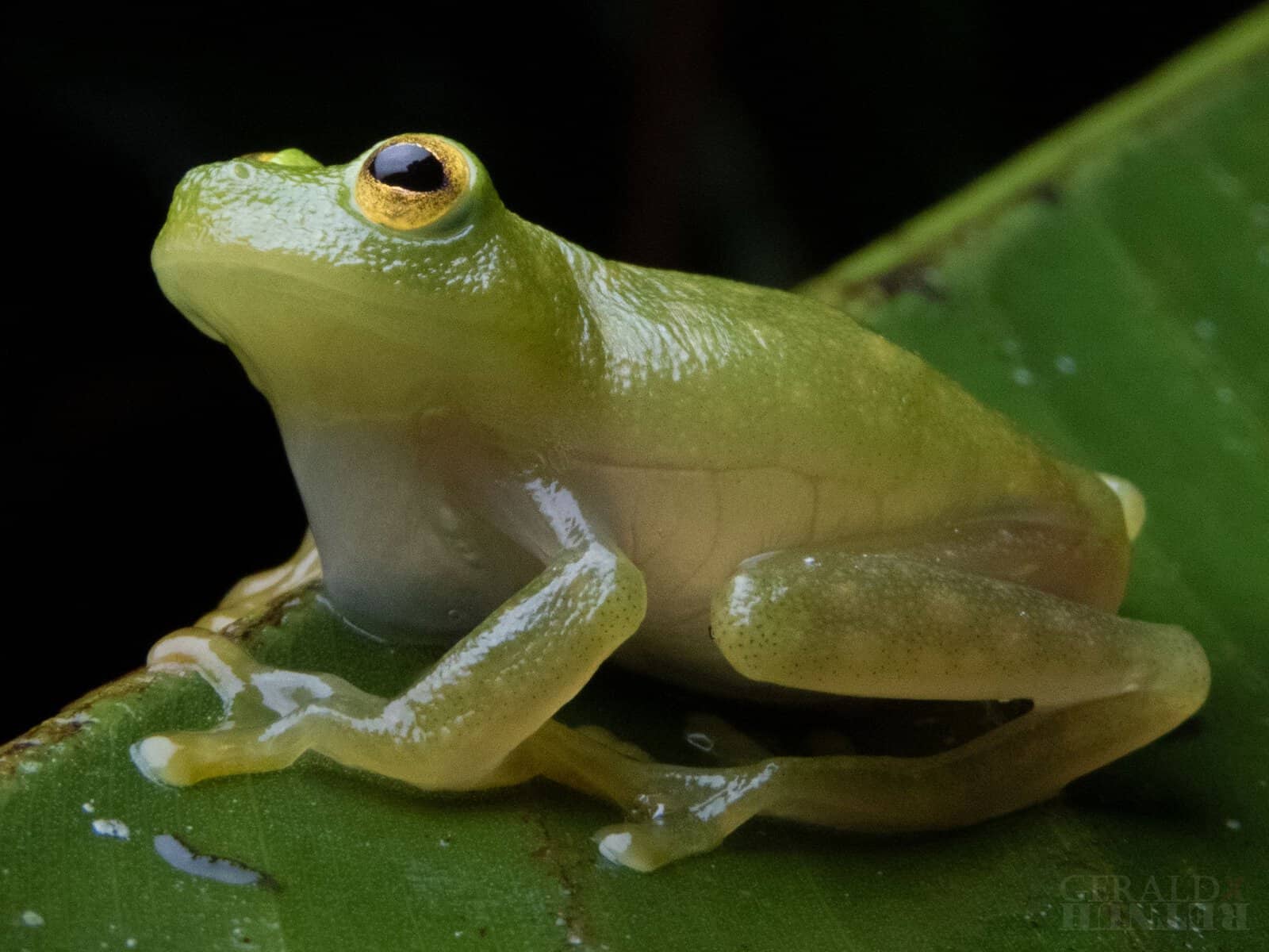 Costa Rica Documents New Wildlife Records Near Homes and Factories
