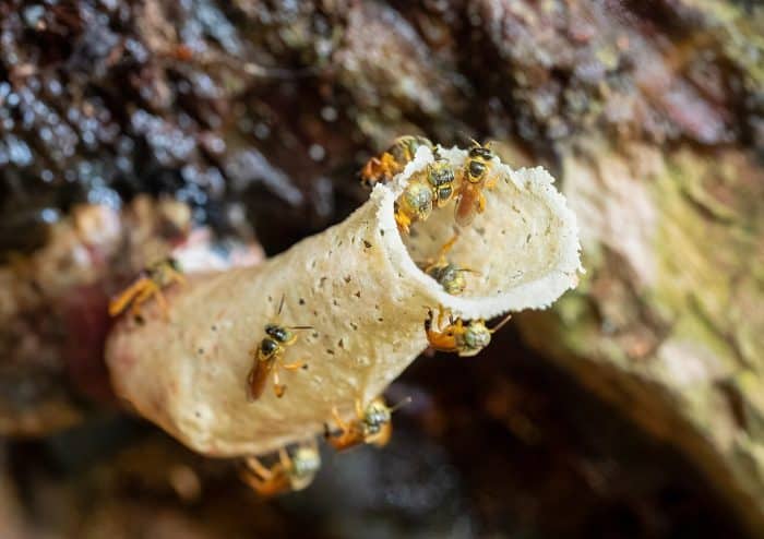 Costa Rica Stingless Bee Nest